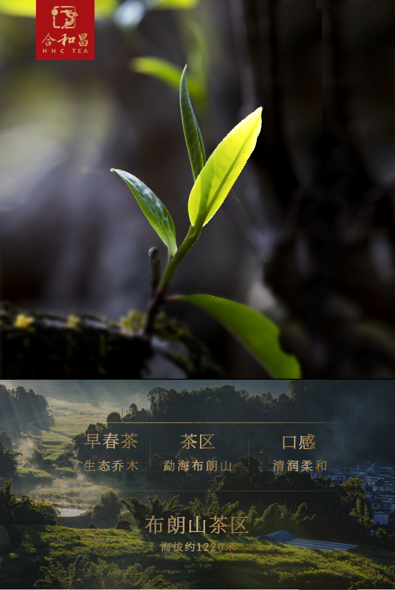 合和昌普洱茶 2019年景明 勐海原生态古树茶叶 熟普茶饼 357g